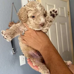 Goldendoodle