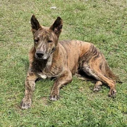 Rehome Dogs