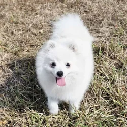 Pure white Arctic Fox