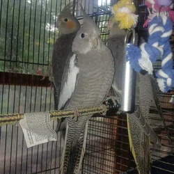 Baby Female cockatiels for sale!!