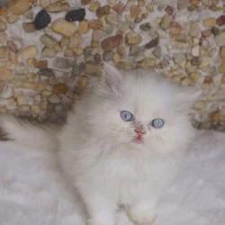 Adorable Persian Kitten