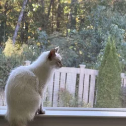 Balinese 8 month kitten
