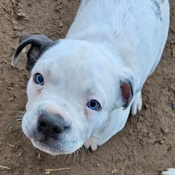 8 week old Pitbull puppies