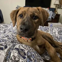 Black Mouth Cur