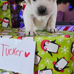 White Yellow Labrador Puppies
