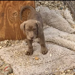 Catahoula Leopard puppies