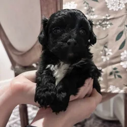 Chapo‘s ready January 9th