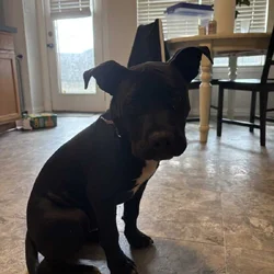Sweet Puppy Needs a Good Home