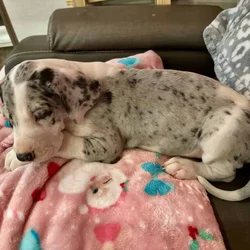 Great Dane puppies