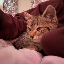 Baby kitten for sell