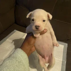 Bully mix