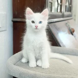Turkish Angora Kittens