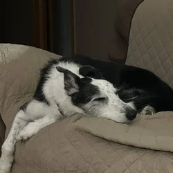 Dog to good home