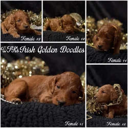 Irish Golden Doodles