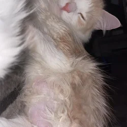 Soft, Sweet and Ready For Love-Adopt Me!