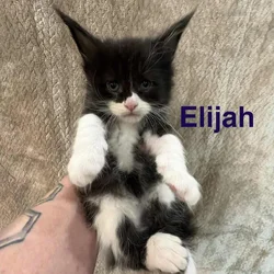 Maine Coon Kittens