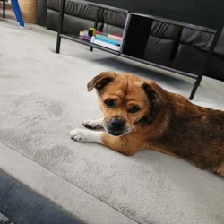 Pekinese Mix