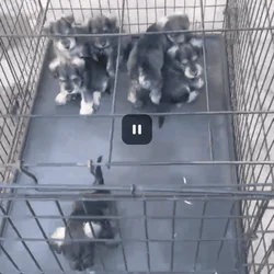 Puppies