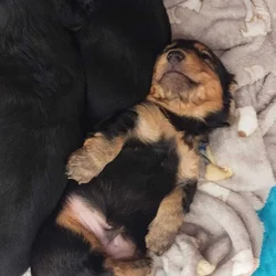 Minature Long Haired Dachsund puppies for sale