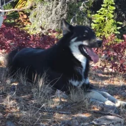 Male Pomsky
