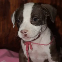 LAB PIT/BULLY MIX PUPPIES