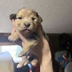 Corgi/puggle