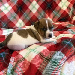 AKC JACK RUSSELL TERRIER PUPPIES “SHORTIES”