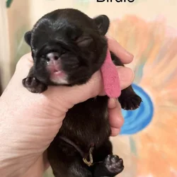 CKC French Bulldogs