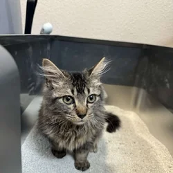Kitten
