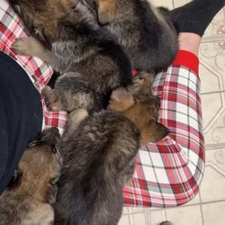 German shepherd puppies for sale