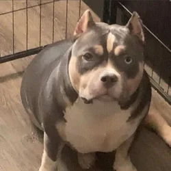 American bully