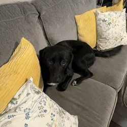 Meet Arya