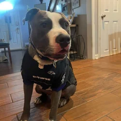 Sweet playful Pit