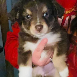 Minnie/toy aussie
