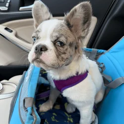 10 mo Fluffy French Bulldog