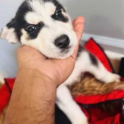 Huskies!!!
