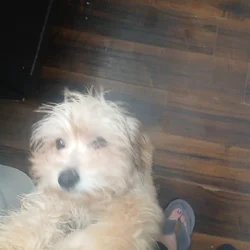 Meatball -MaltipooTerrier