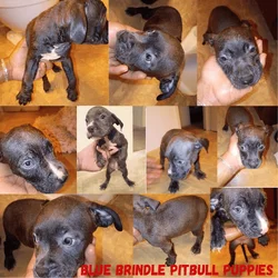 Blue Brindle Pitbull Puppies