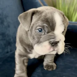 Adorable English Bulldog Puppies