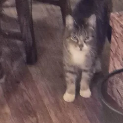 short hair cat about 15 yrs old