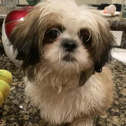 Thoroughbred Shih Tze puppy for sale