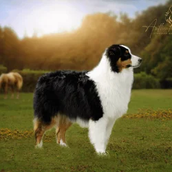 Pure Bred Australian Shepherd Puppies Due SOON!