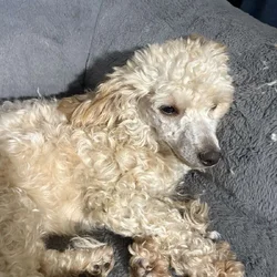 Mini Poodle for adoption