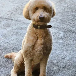 Goldendoodle Needing Loving Home