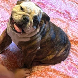 English bulldog