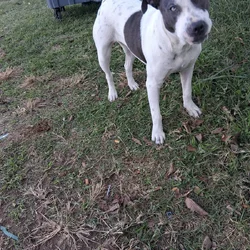 Blue tick bully in Lab mixed