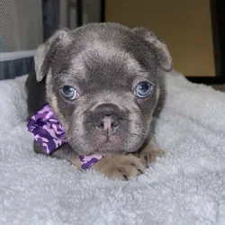 Lady, French bulldog