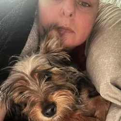 Purebred Yorkie puppies