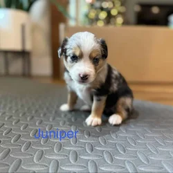 Mini Australian Shepard Puppy (Juniper)