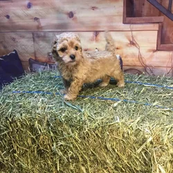 Big Pol puppies for sale